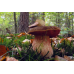 Мицелий Дубовика крапчатого (Boletus erythropus)